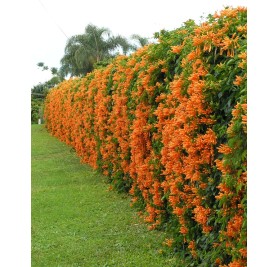 Bignonia Venistia